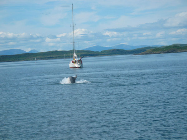 dolphin at Crinan