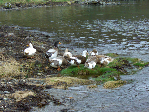 ducks