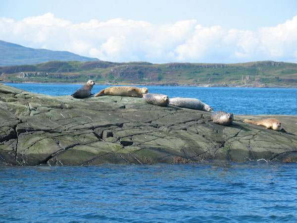 seals
